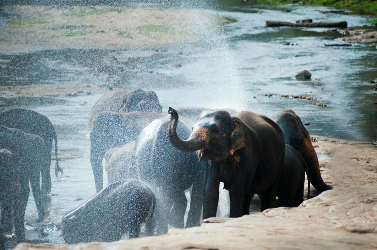 Elephants at the river