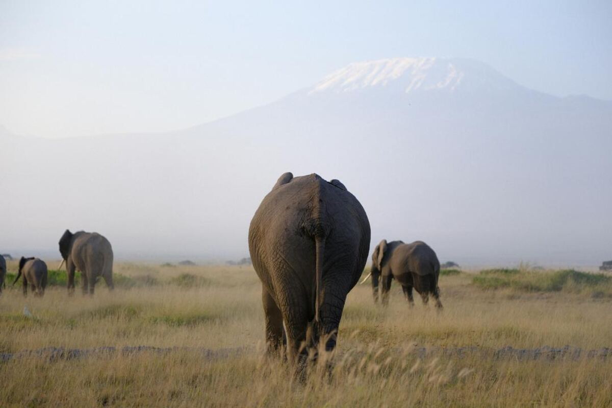 Elephants beneath Kilimanjaro in Amboseli