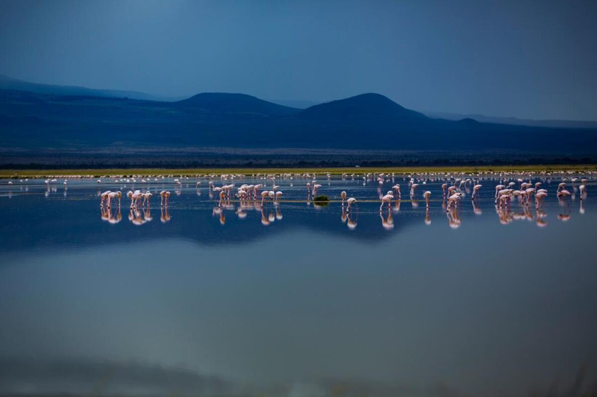 Lake Nakuru flamingos