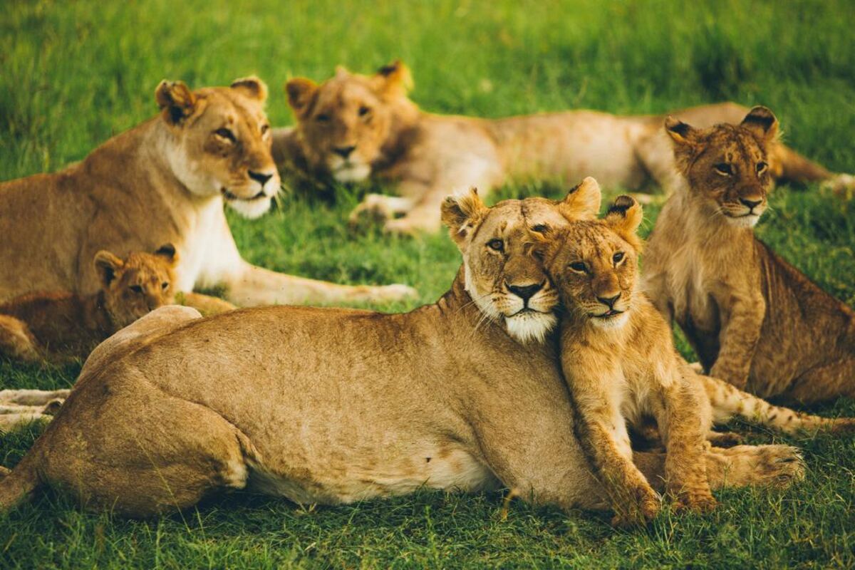 Lion pride resting in the Mara