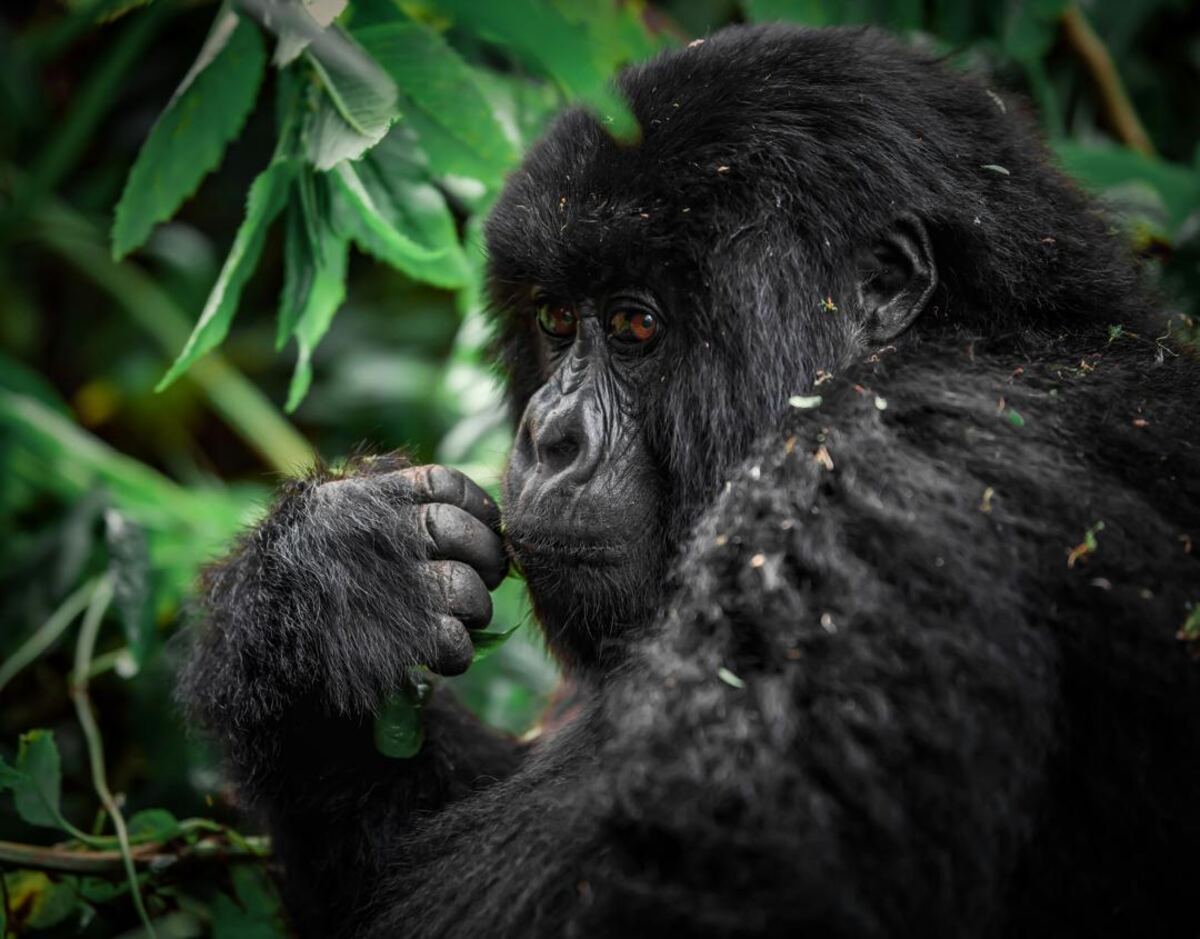 Mountain gorilla in Bwindi forest