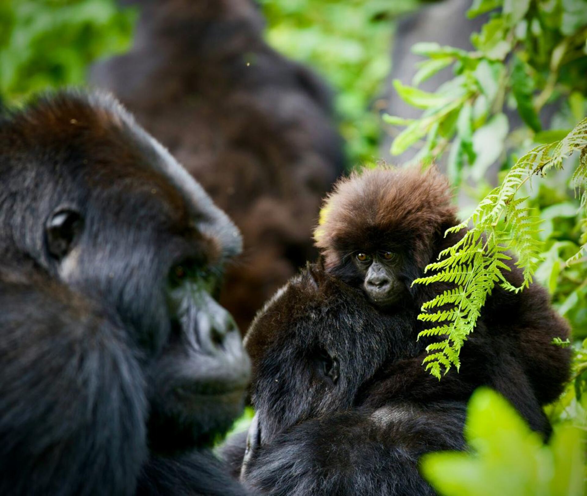 Mountain gorilla in misty forest