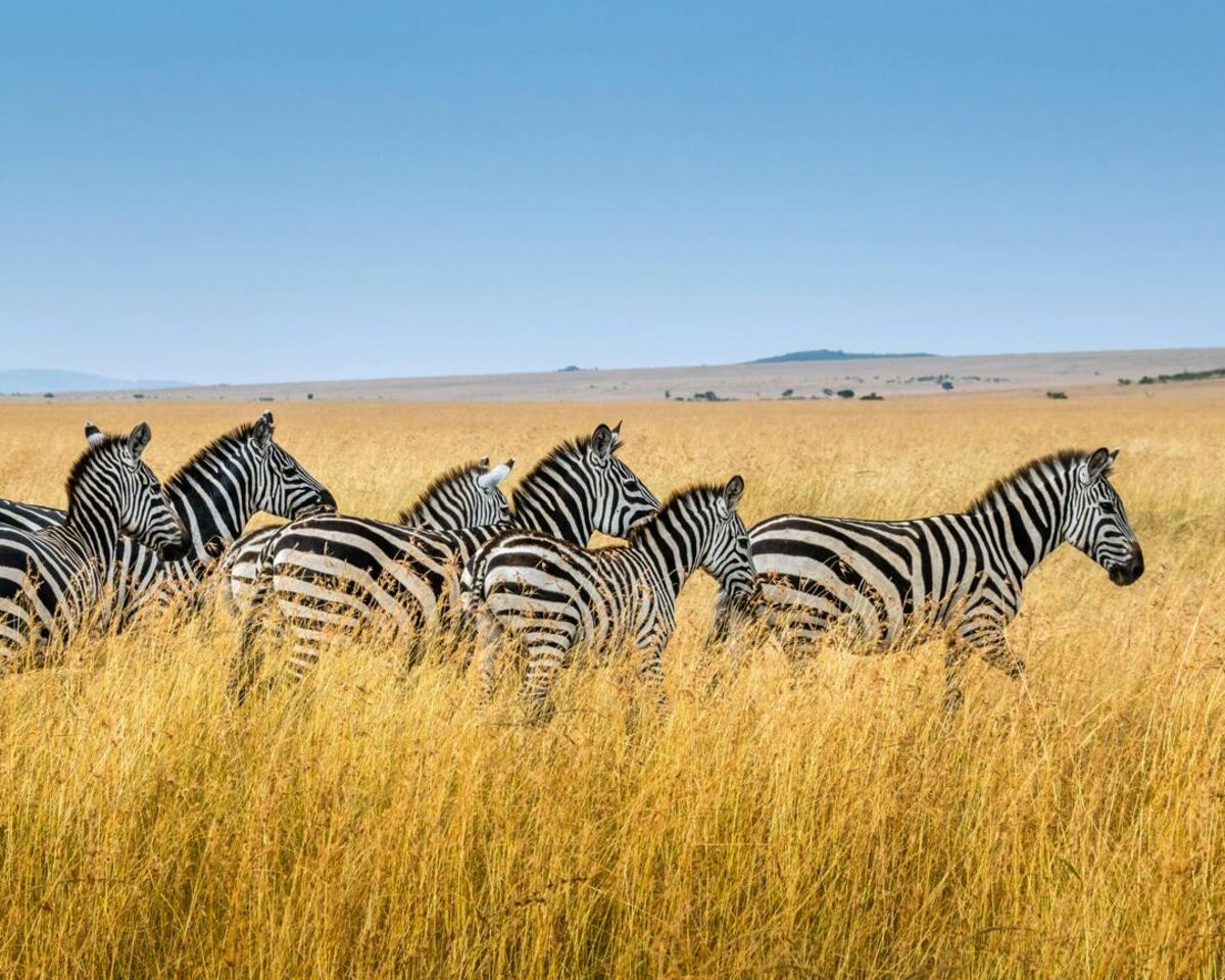 Zebras crossing the golden savanna
