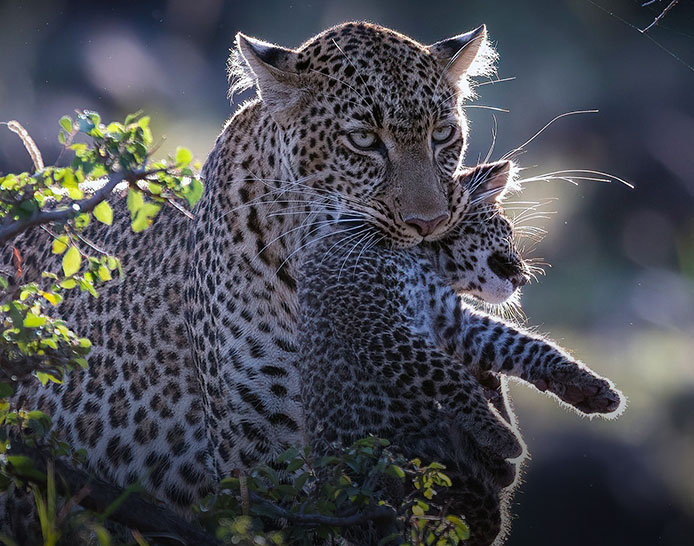 Mikumi National Park