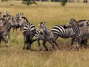 Lake Manyara National Park