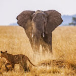 Serengeti-National-Park