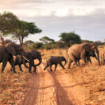 Tarangire-National-Park