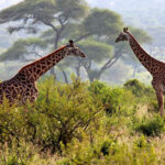 arusha-national-park